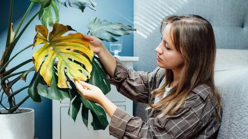 Simple methods can prevent yellowing leaves on your beloved houseplants