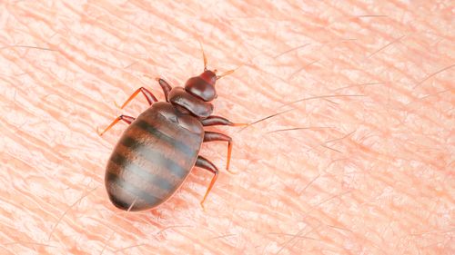 Bed bug incidents have doubled in year since Paris infestation - here's how to get rid of the pests