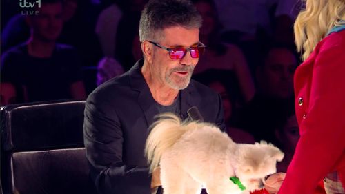 Bộ dạng con chó tài năng của nước Anh đã sai lầm. Nhưng Simon Cowell lại thích chó