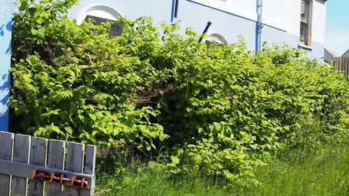 Japanese knotweed warning as invasive plant spotted early - signs to look out for