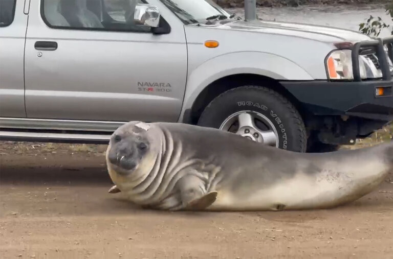 Thác Tasmania dành cho hải cẩu Neil, gã lang thang nặng 1.000 pound trên bãi biển