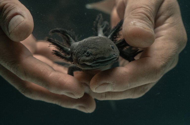 Cần làm gì để cứu Axolotl