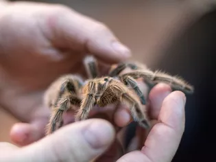 Chăm sóc loài nhện Tarantula