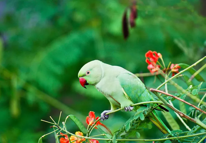 Chiếc dù vành đai Ấn Độ (Rose-Ronged Parakeet): Hồ sơ các loài chim