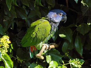 Poonus đầu xanh (Pionus courus)