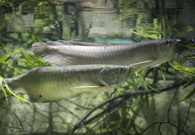 Hồ sơ các loài cá màu bạc Arowana