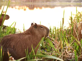 Bạn có nên giữ con Capybara như thú vật không?