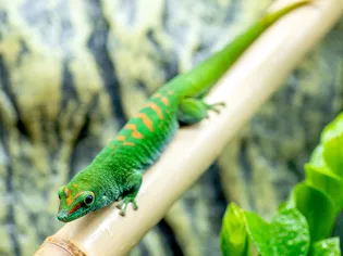 Hướng dẫn cho người nhà Gecko