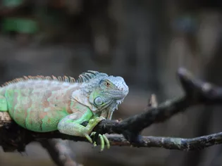 Quan tài: Hồ sơ các loài