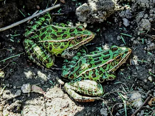 Ếch báo (Madow Frogs): Hồ sơ các loài