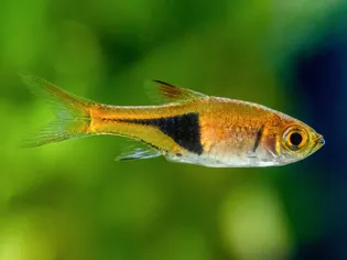 Harlequin Rasbora (Red Rasbora) Hồ sơ loài cá