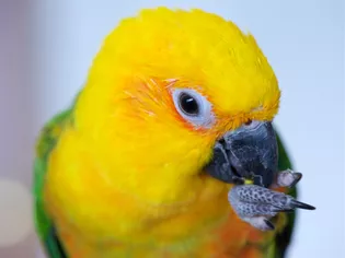 Hình conure: Hồ sơ loài chim