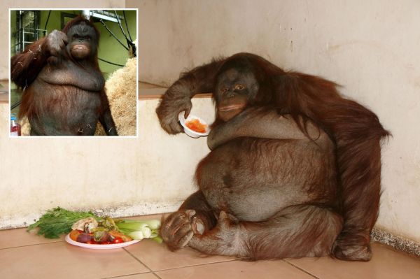 Làm thế nào mà con orangutan béo nhất thế giới lại béo phì kinh khủng sau khi ăn kẹo