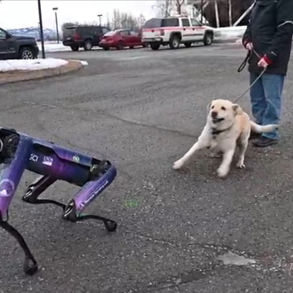 Alaska will try to use a robot to scare wildlife from around an airport