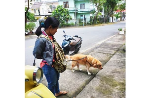 Nuôi chó phải có trách nhiệm