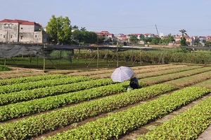 Niềm vui đồng bãi