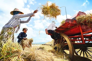 Ngành lúa gạo Đông Nam Á trước mối đe dọa El Nino