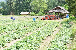 Chống ma túy ở “Tam giác vàng”