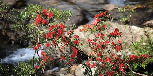 Admiring Azaleas on Bach Ma Peak