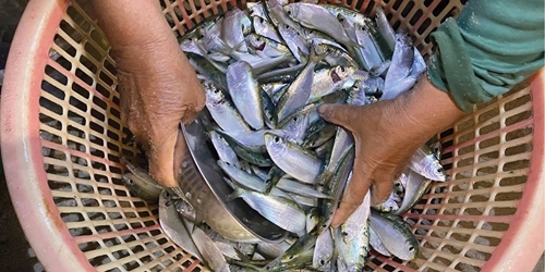 Sea herrings at night