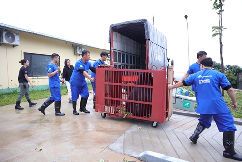 The Bear Rescue Center in Bach Ma receives another bear