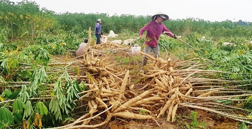 Thu hoạch nông sản tránh lũ