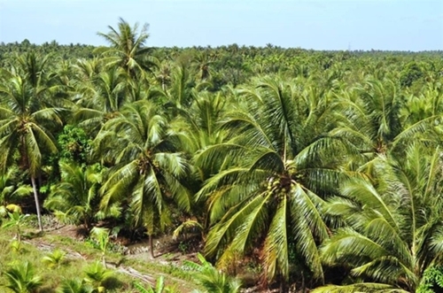 The United States officially opens market for Vietnamese fresh coconuts