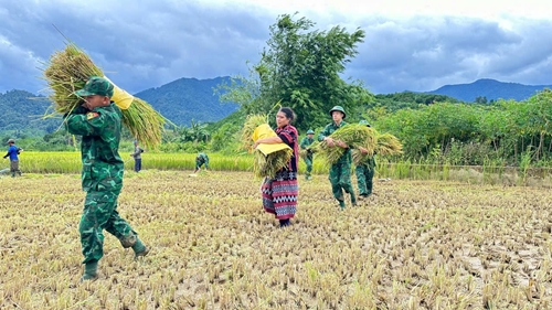 Giúp dân biên giới thu hoạch lúa “chạy” bão