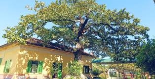 Phu Loc Town Secondary School's tropical almond tree recognized as a Vietnamese heritage tree