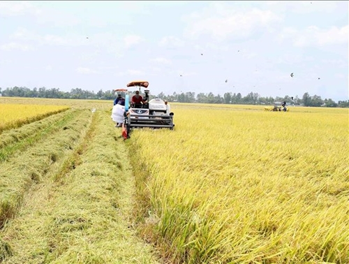 Đến 2030, hình thành một triệu héc-ta vùng chuyên canh lúa chất lượng cao