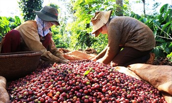 Giá cà phê, hồ tiêu tăng kỷ lục