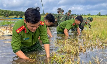 Hình ảnh chiến sĩ ngâm mình trong nước giúp dân cứu lúa