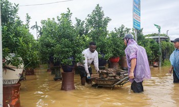 Người dân 'thủ phủ' quất Tứ Liên lội nước cứu cây