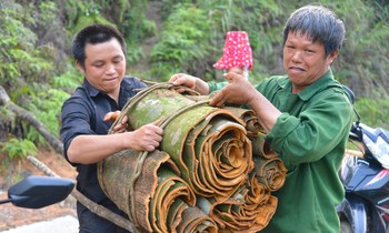 Rộn ràng mùa quế Bình Liêu