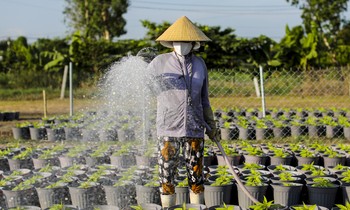 Làng hoa Tết lớn nhất TPHCM tất bật cho vụ cuối năm