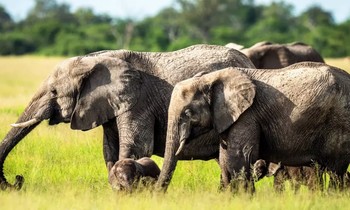 Phát hiện kinh ngạc về cách voi gọi nhau bằng tên