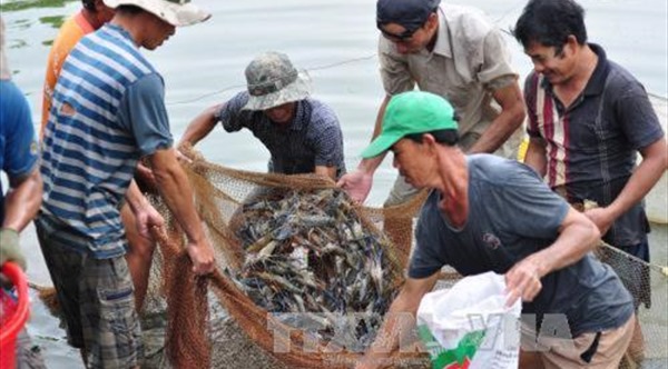 Giá tôm tăng, người nuôi có lãi