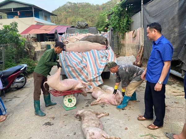 Bùng phát dịch tả lợn châu Phi tại Bắc Kạn