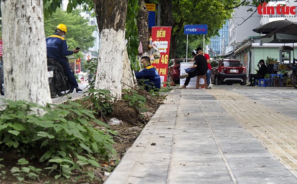 Nguy cơ cây xanh gãy đổ trên phố Trần Thái Tông trong mùa mưa bão