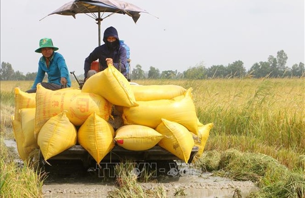 Nông dân được mùa, được giá vụ lúa Hè Thu