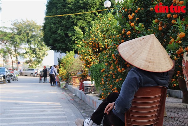 Hà Nội: Đào, quất Tết đua nhau xuống phố rực rỡ sắc màu