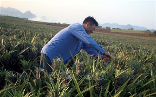 Hiệu quả từ phong trào nông dân thi đua sản xuất, kinh doanh giỏi