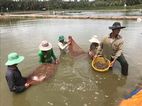 Tìm giải pháp phát triển bền vững ngành tôm