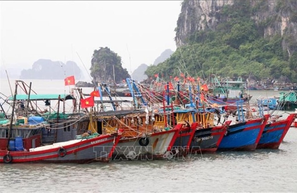 Quảng Ninh yêu cầu gần 1.500 tàu cá đăng ký theo quy định