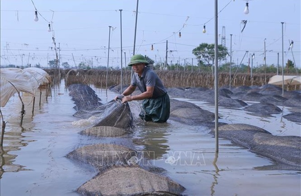 Các giải pháp khôi phục sản xuất sau bão lũ