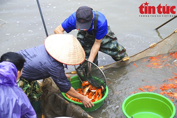 Làng cá chép đỏ Thủy Trầm nhộn nhịp trước ngày ông Công, ông Táo