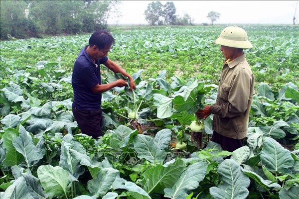 Vựa rau màu Hồng Thủy vào vụ Tết