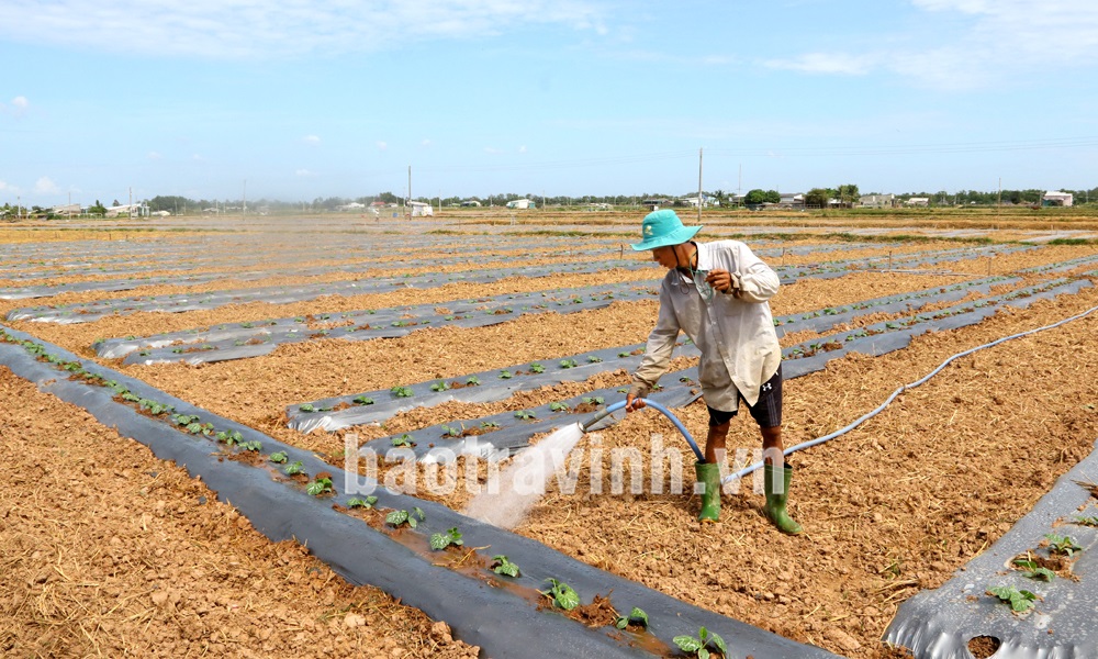 Phát triển cây màu mùa khô trong điều kiện biến đổi khí hậu