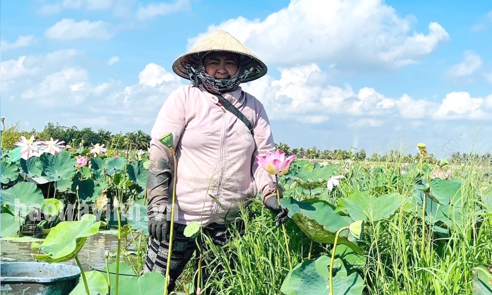 Hiệu quả mô hình trồng sen lấy ngó trên đất ruộng