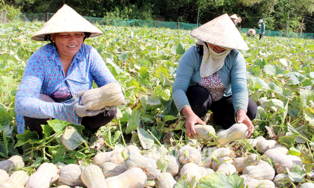 Khởi sắc vùng đồng bào Khmer Trà Cú